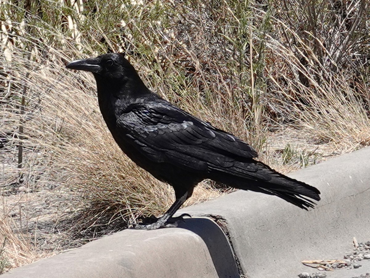 Common Raven - Barry Reed