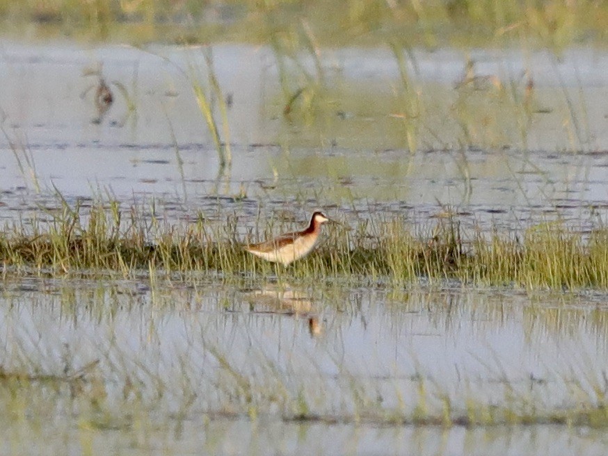 Wilson's Phalarope - David Wittrock