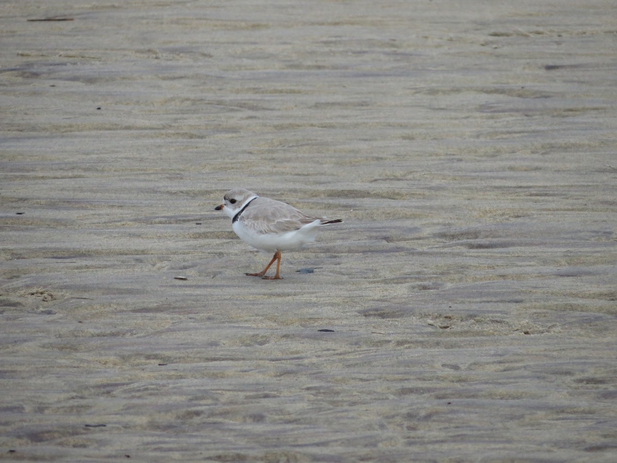 Piping Plover - ML619266040