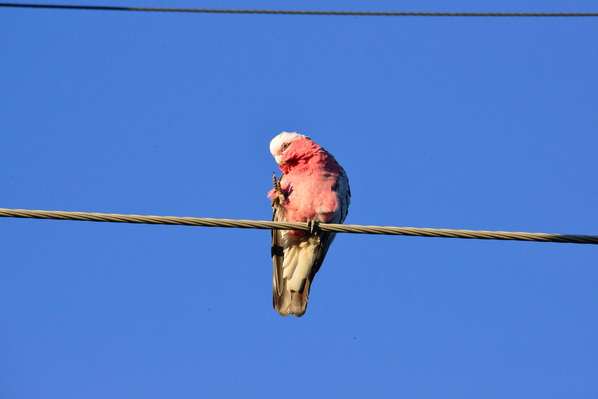 Galah - Joshua Yates