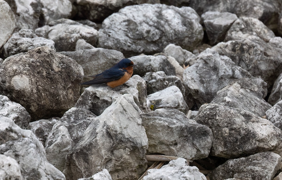 Barn Swallow (American) - Cristina Avila