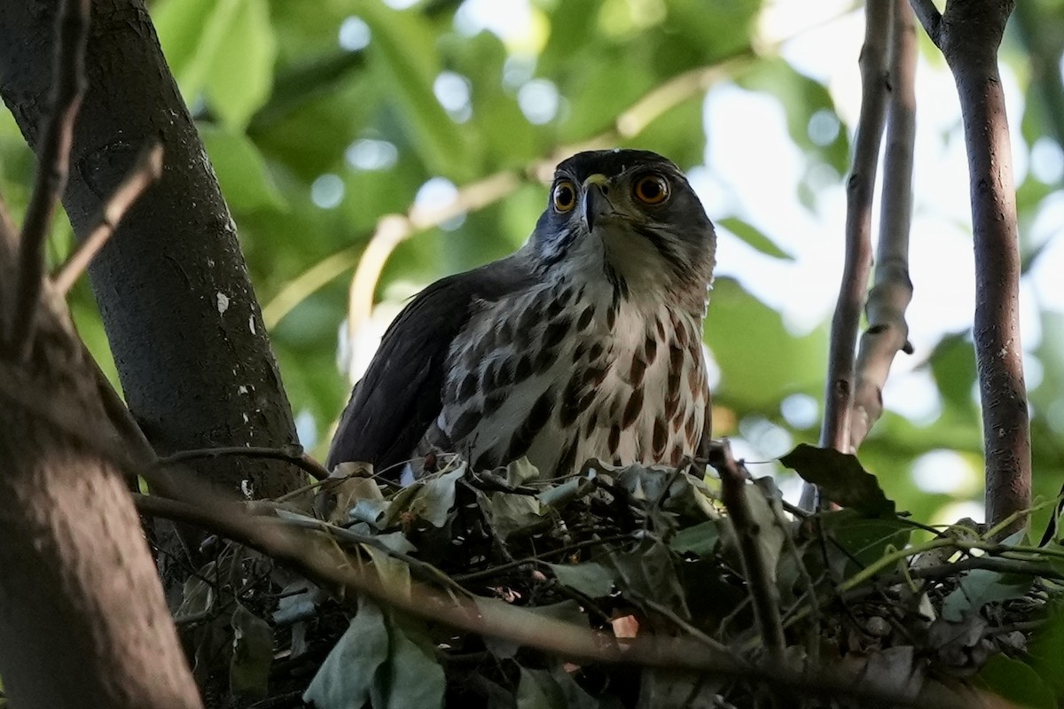 Crested Goshawk - Pine Cone