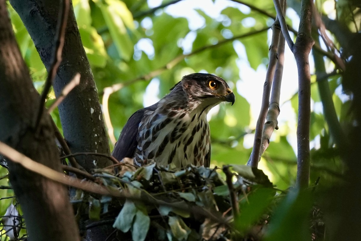 Crested Goshawk - Pine Cone