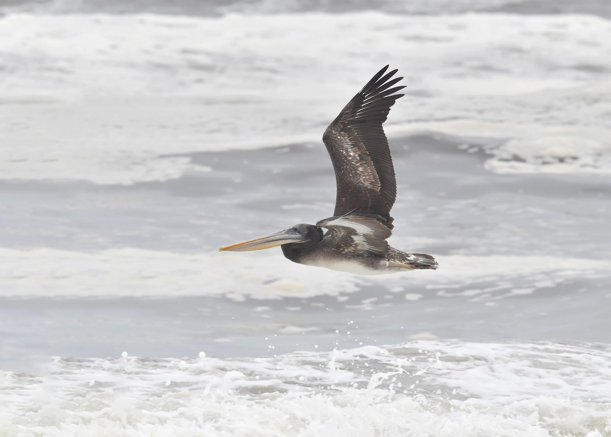 Peruvian Pelican - VERONICA ARAYA GARCIA