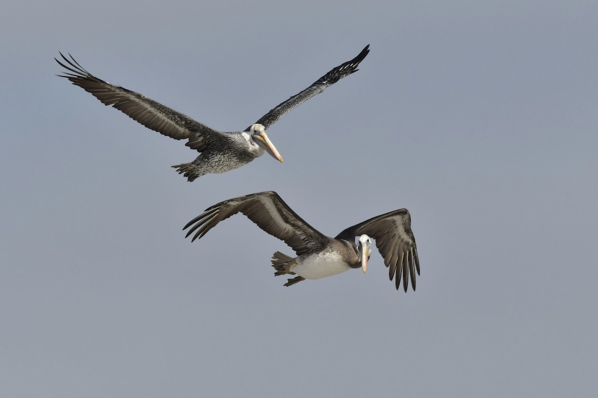 Peruvian Pelican - VERONICA ARAYA GARCIA