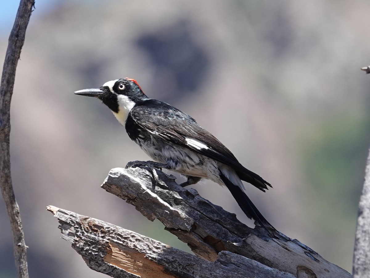 Acorn Woodpecker - Barry Reed