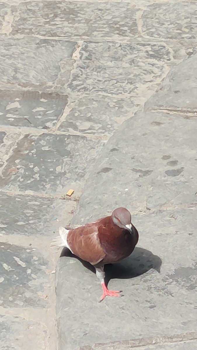 Rock Pigeon (Feral Pigeon) - Anonymous