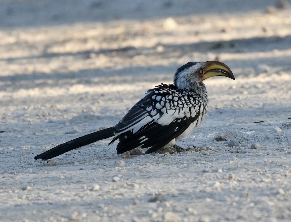 Southern Yellow-billed Hornbill - ML619266114