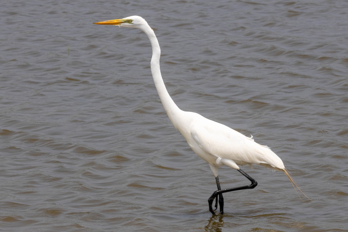 Great Egret - Pete Followill