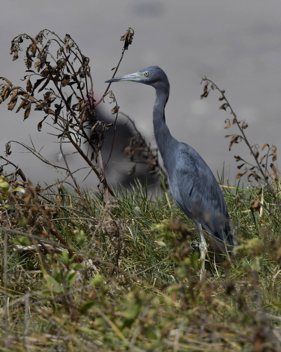 Little Blue Heron - ML619266121