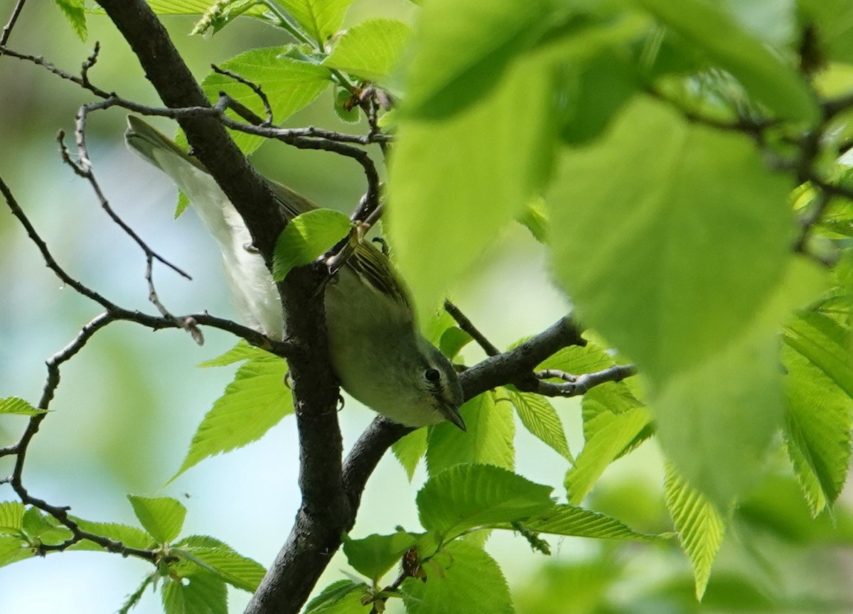 Tennessee Warbler - Paula Perdoni