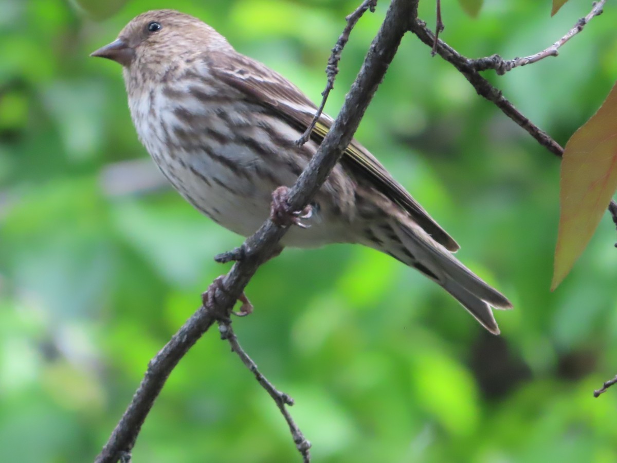 Pine Siskin - J.A. Jensen