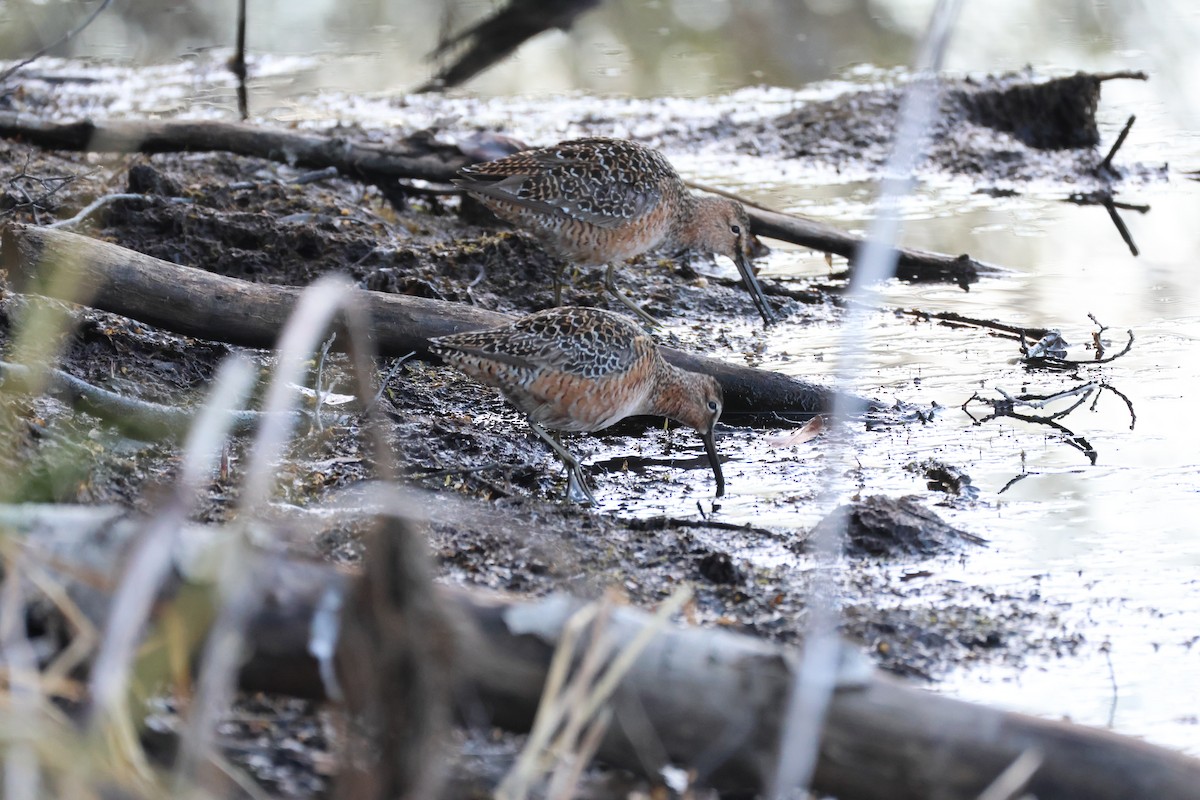 Long-billed Dowitcher - Lynn Aleshire