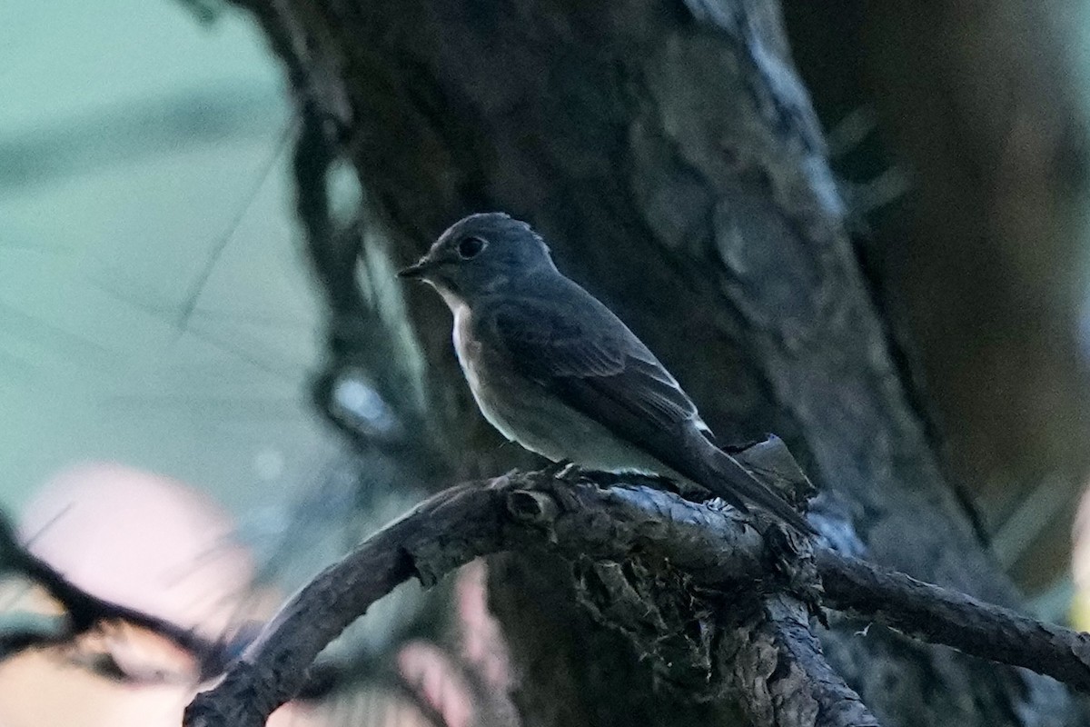 Dark-sided Flycatcher - Pine Cone