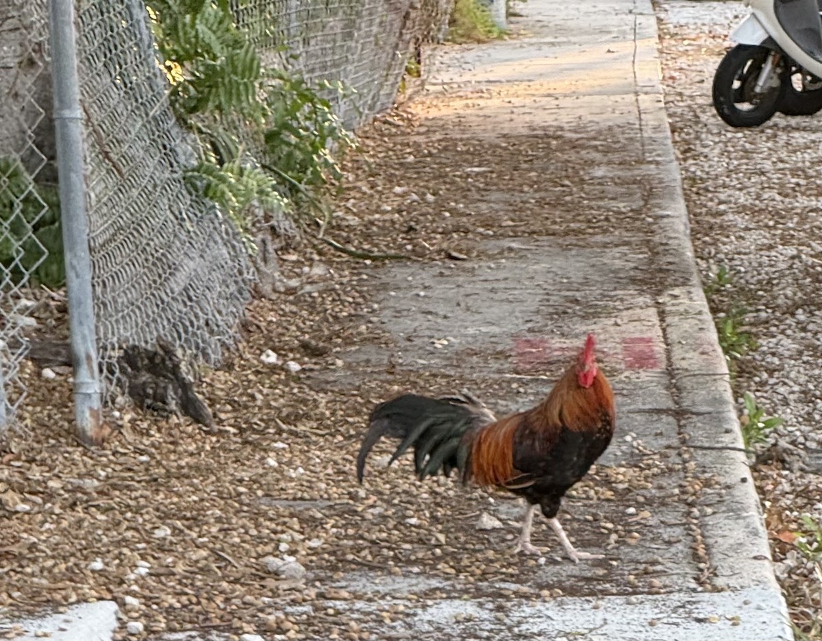 Red Junglefowl (Domestic type) - ML619266164