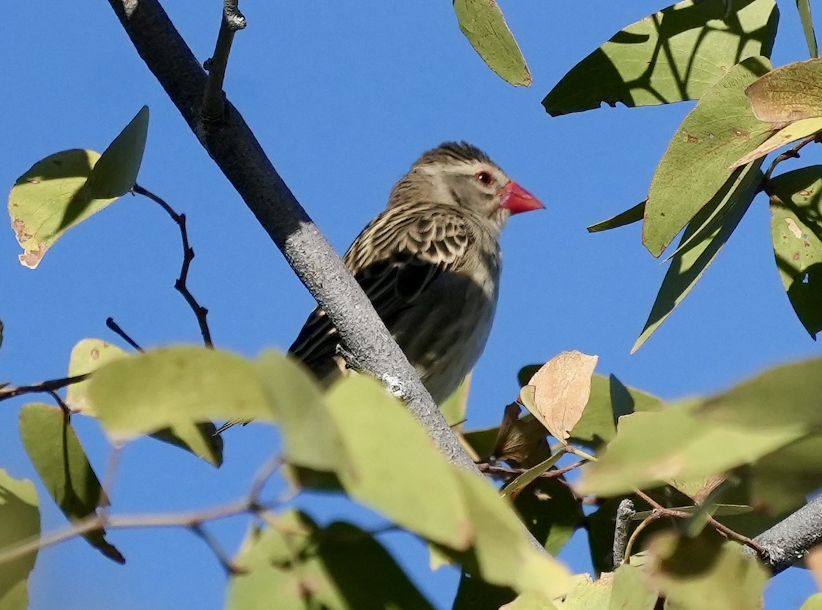 Red-billed Quelea - Anthony Schlencker