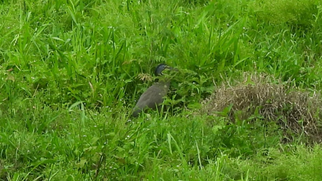 Bare-throated Tiger-Heron - Karen Evans