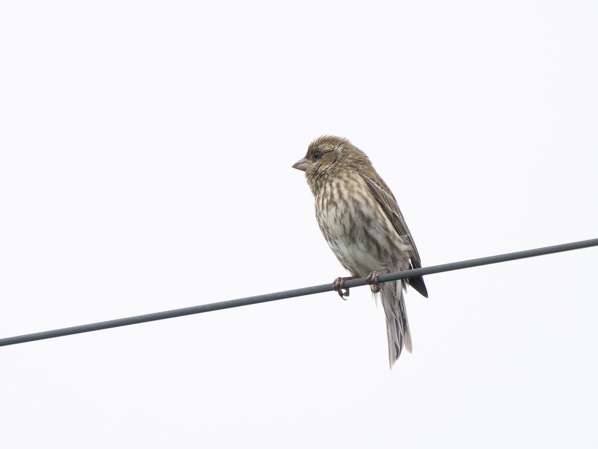 Purple Finch - Steven Hunter