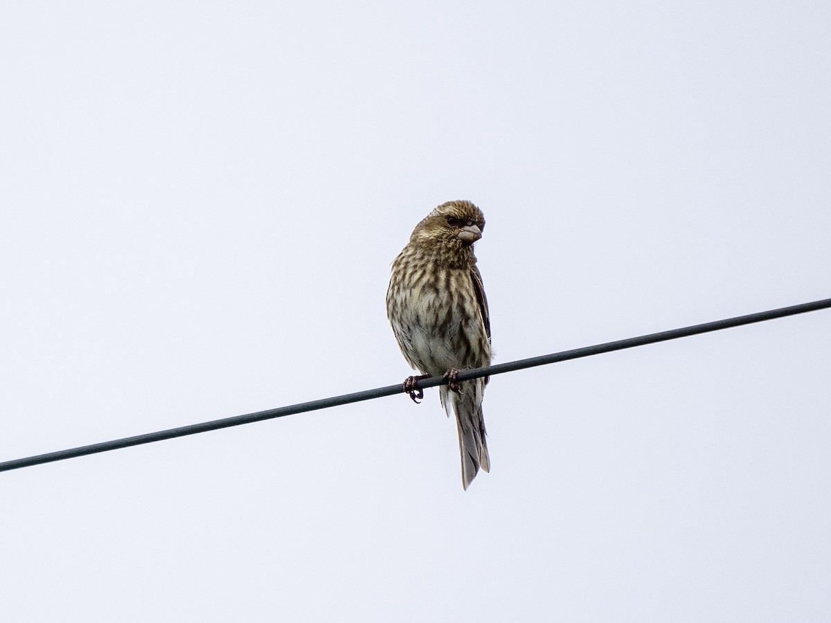 Purple Finch - Steven Hunter