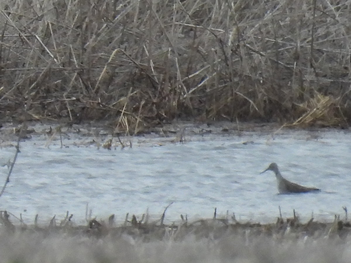 Greater Yellowlegs - ML619266183