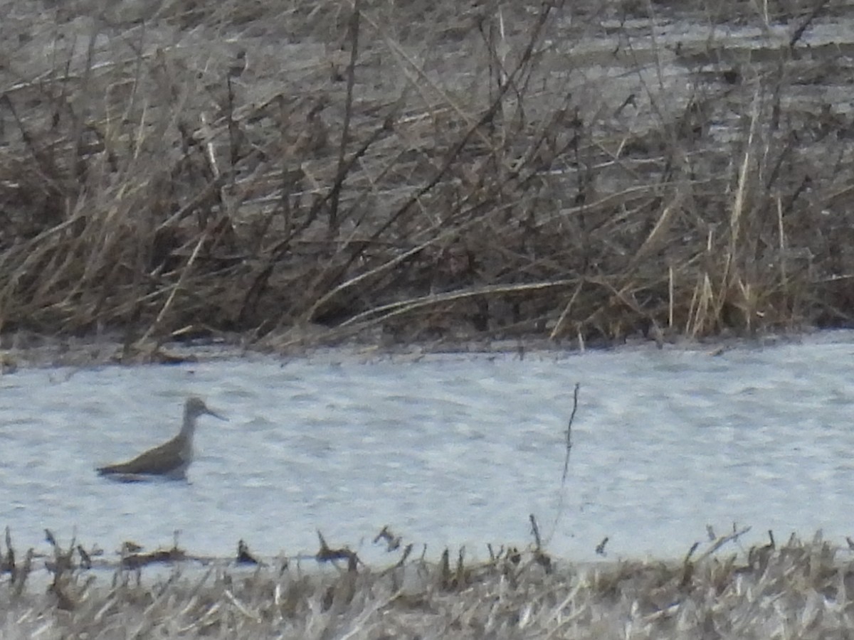 Greater Yellowlegs - ML619266185