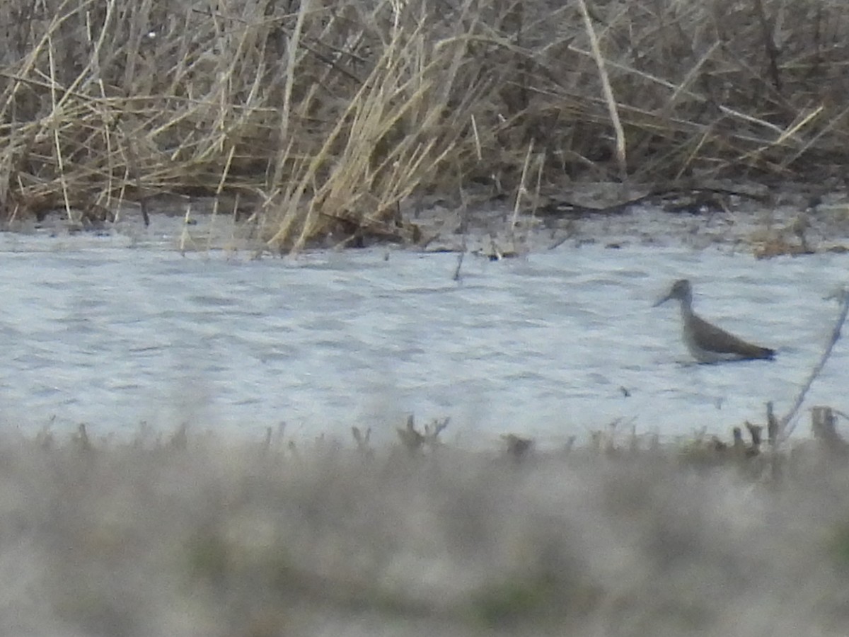 Greater Yellowlegs - Tim Winslow