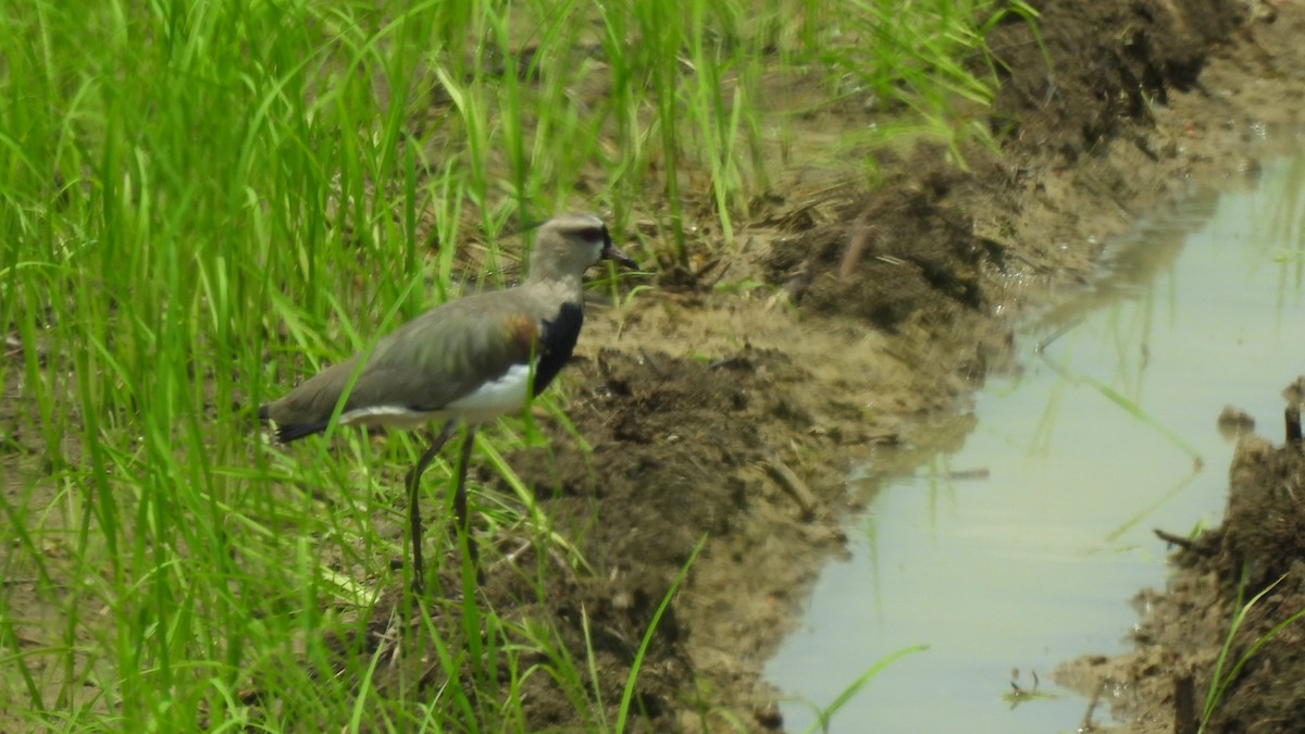 Southern Lapwing - Karen Evans