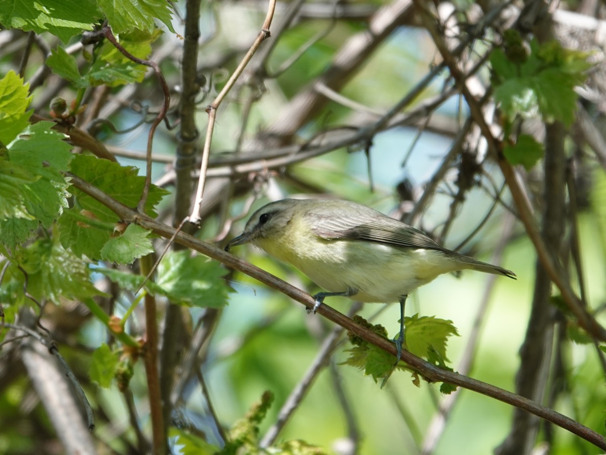 Red-eyed Vireo - Paula Perdoni