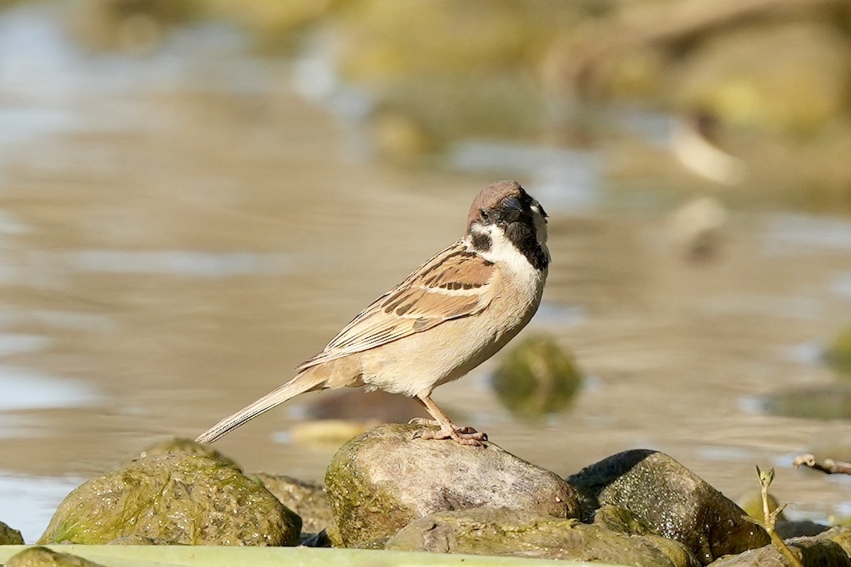 Eurasian Tree Sparrow - Pine Cone