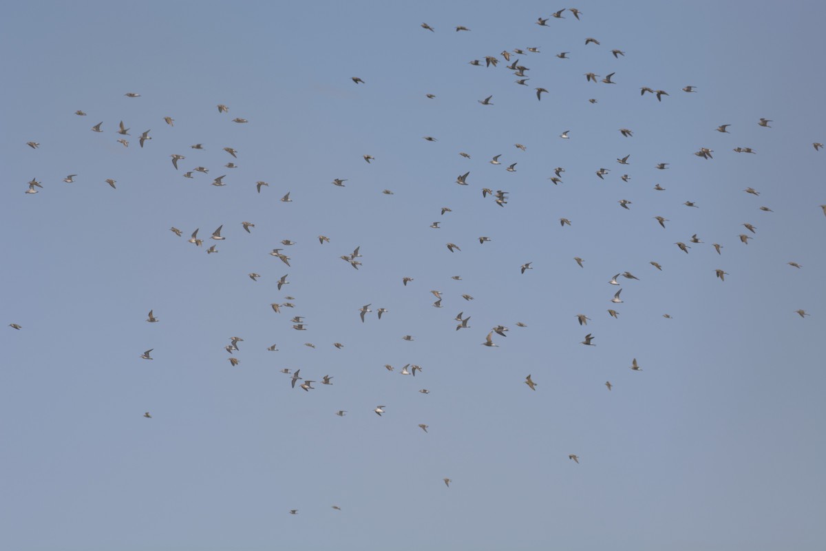 Semipalmated Sandpiper - ML619266209