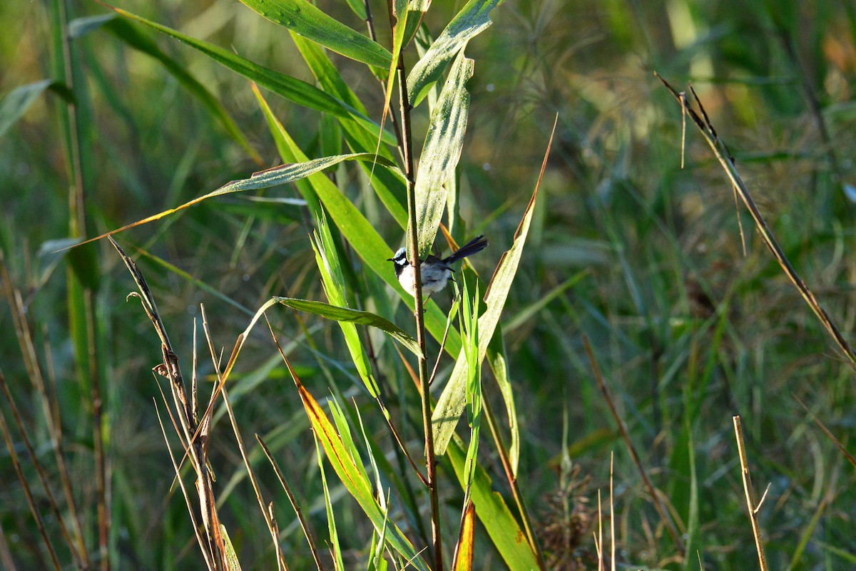 Superb Fairywren - Joshua Yates