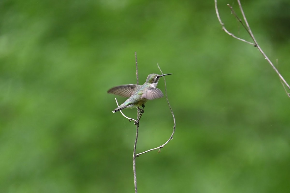 Ruby-throated Hummingbird - Skylar Carson-Reynolds