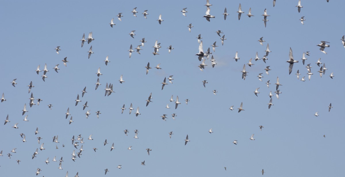 Dunlin - ML619266234