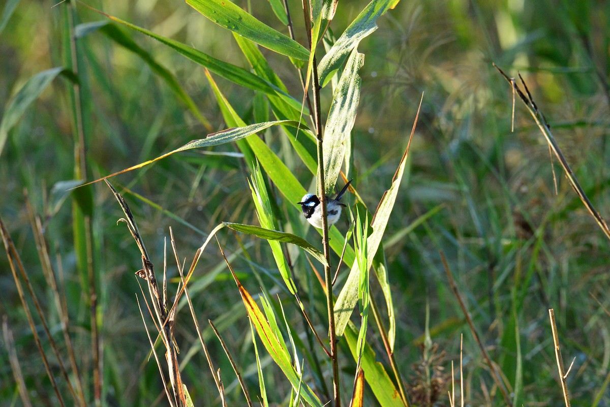 Superb Fairywren - Joshua Yates