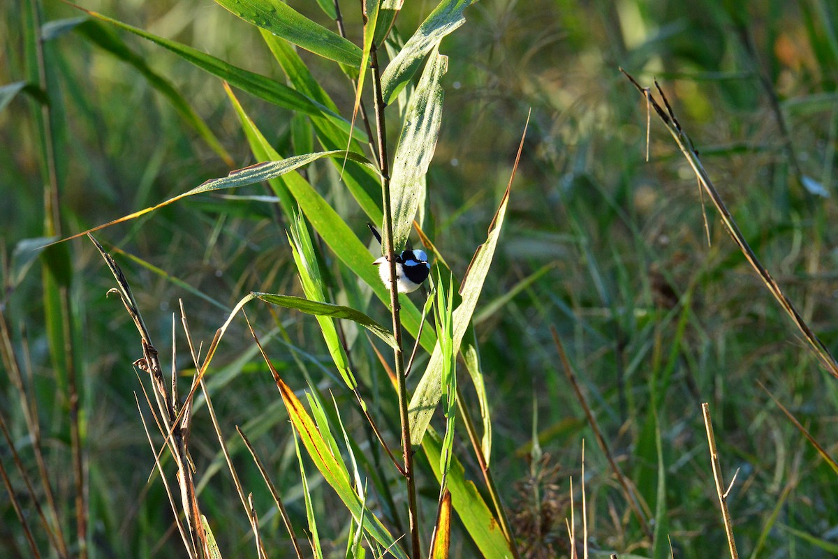 Superb Fairywren - Joshua Yates