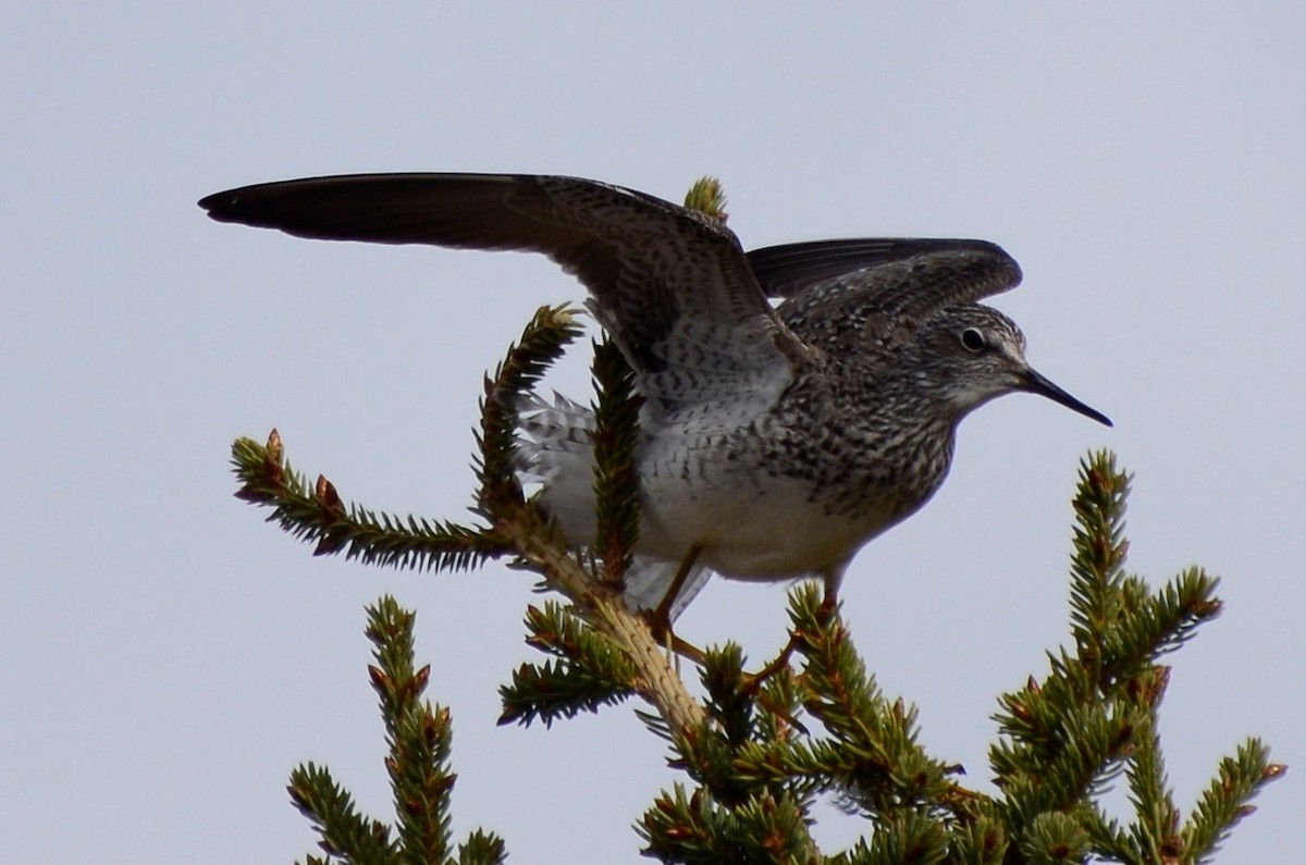 Lesser Yellowlegs - ML619266274