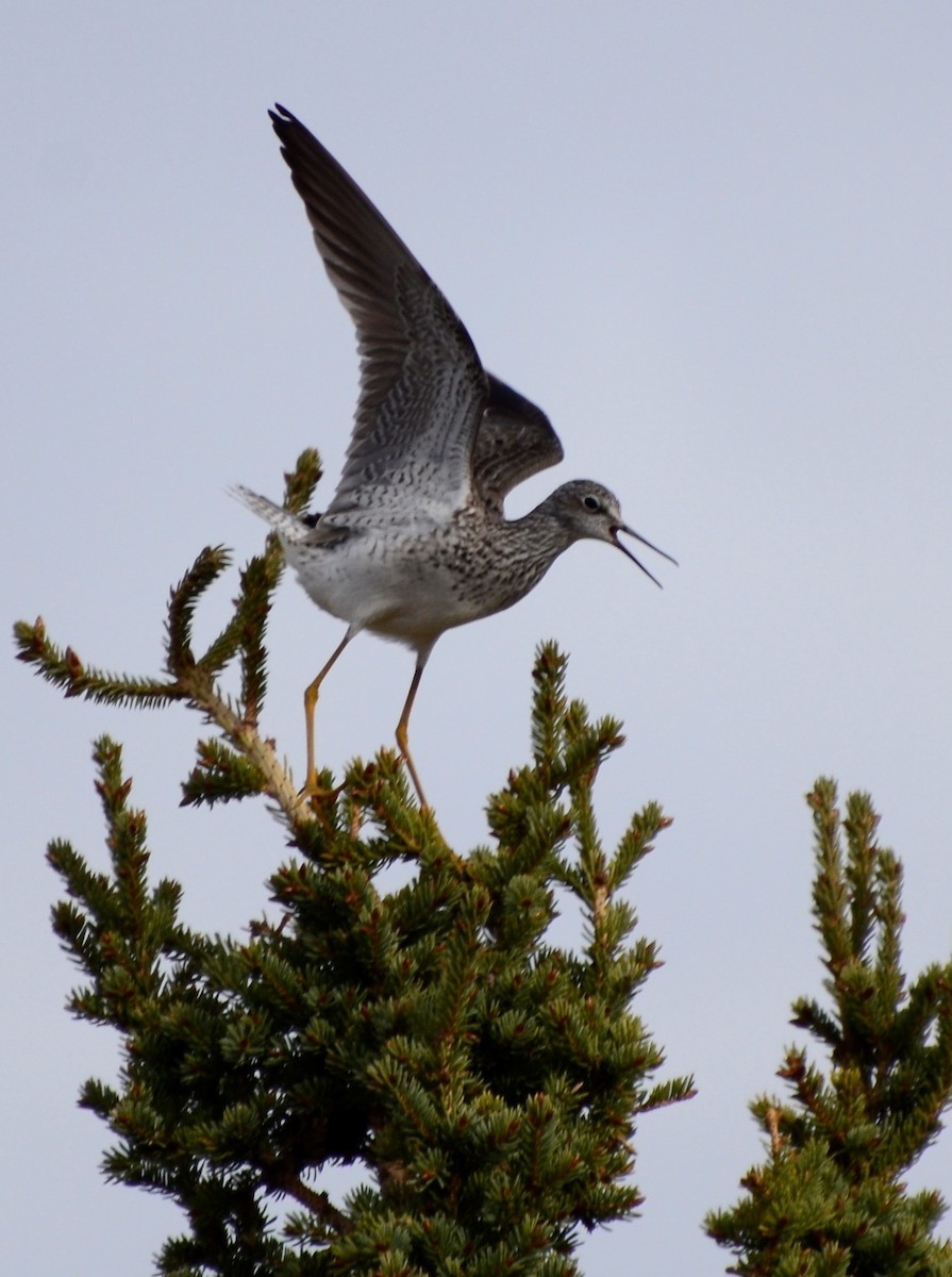 Lesser Yellowlegs - ML619266275