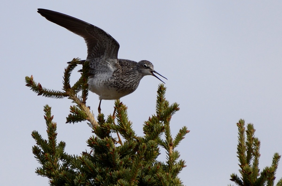 Lesser Yellowlegs - ML619266276