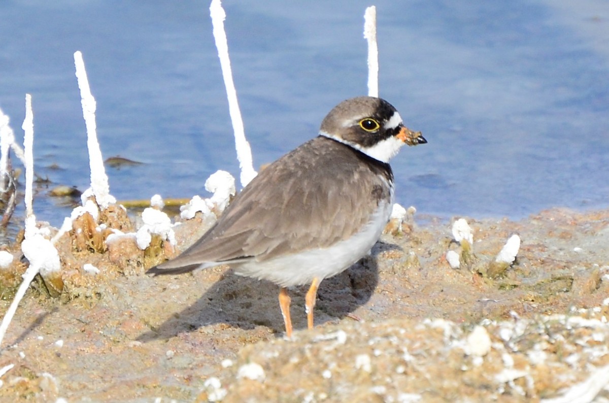 Semipalmated Plover - Alex Oberg