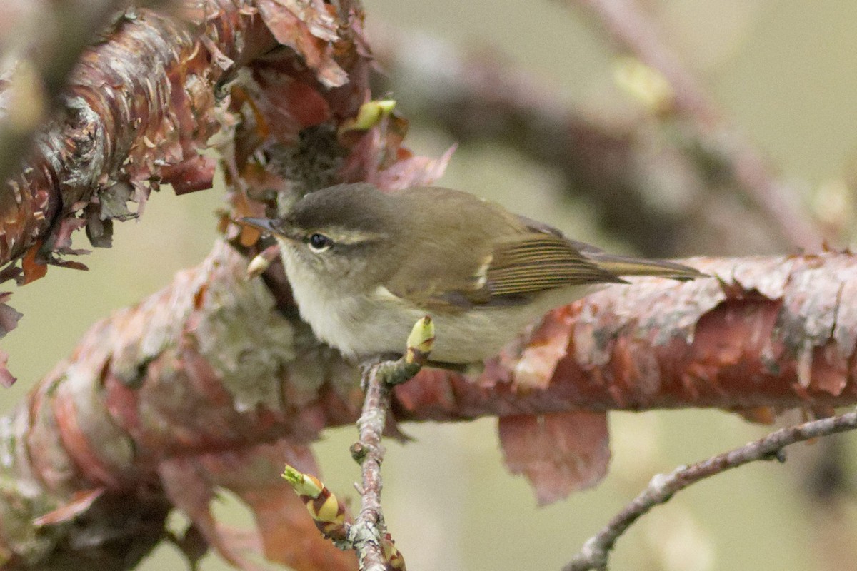 Mosquitero Picudo - ML619266293