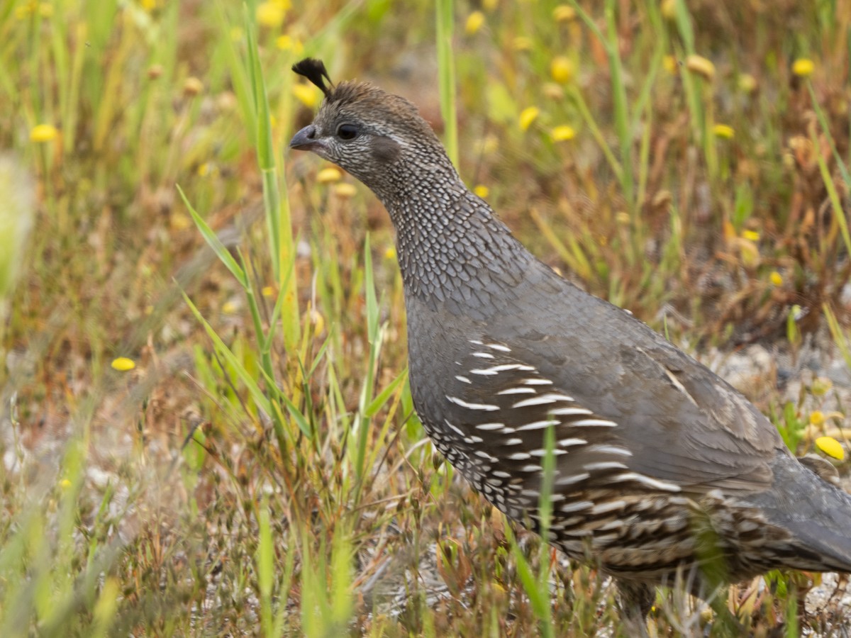 California Quail - Steven Hunter