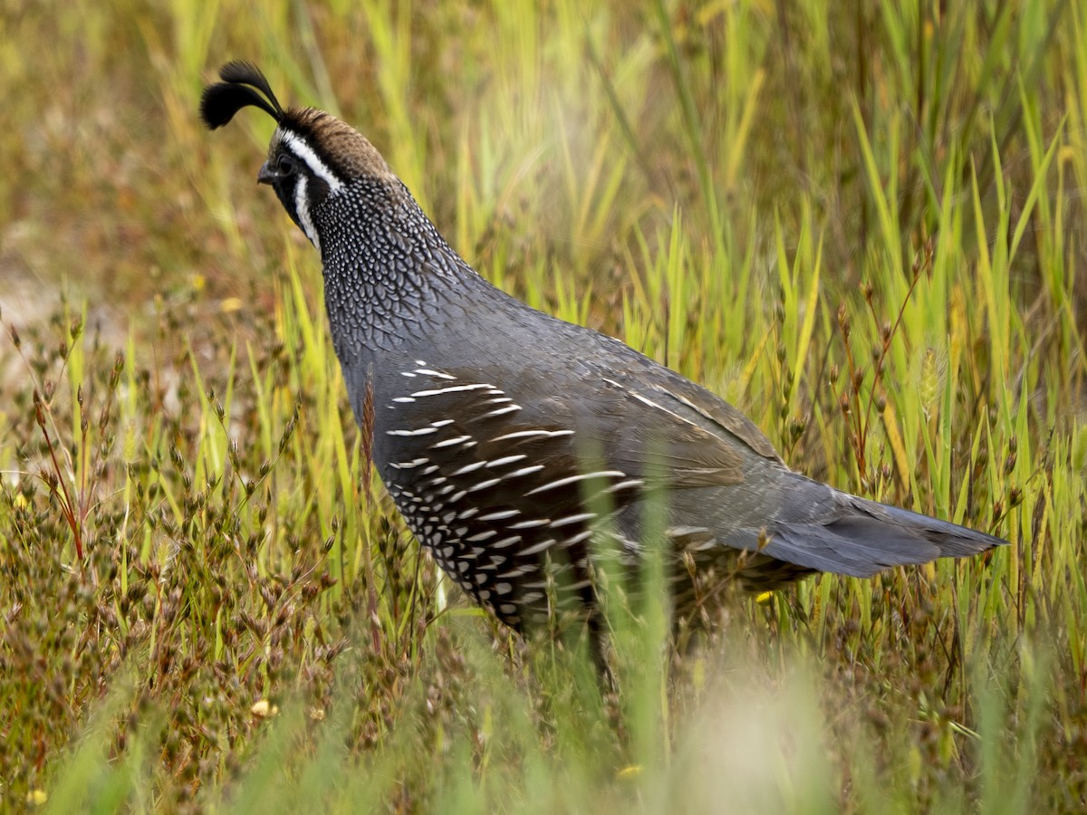 California Quail - Steven Hunter