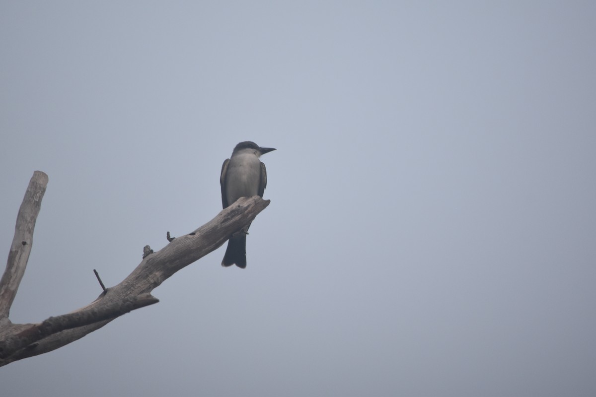 Gray Kingbird - Austin Broadwater