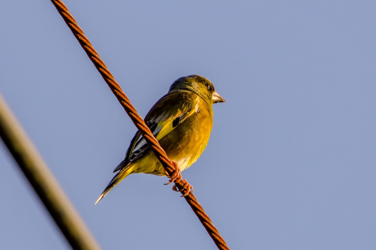 Oriental Greenfinch - manabu kimura