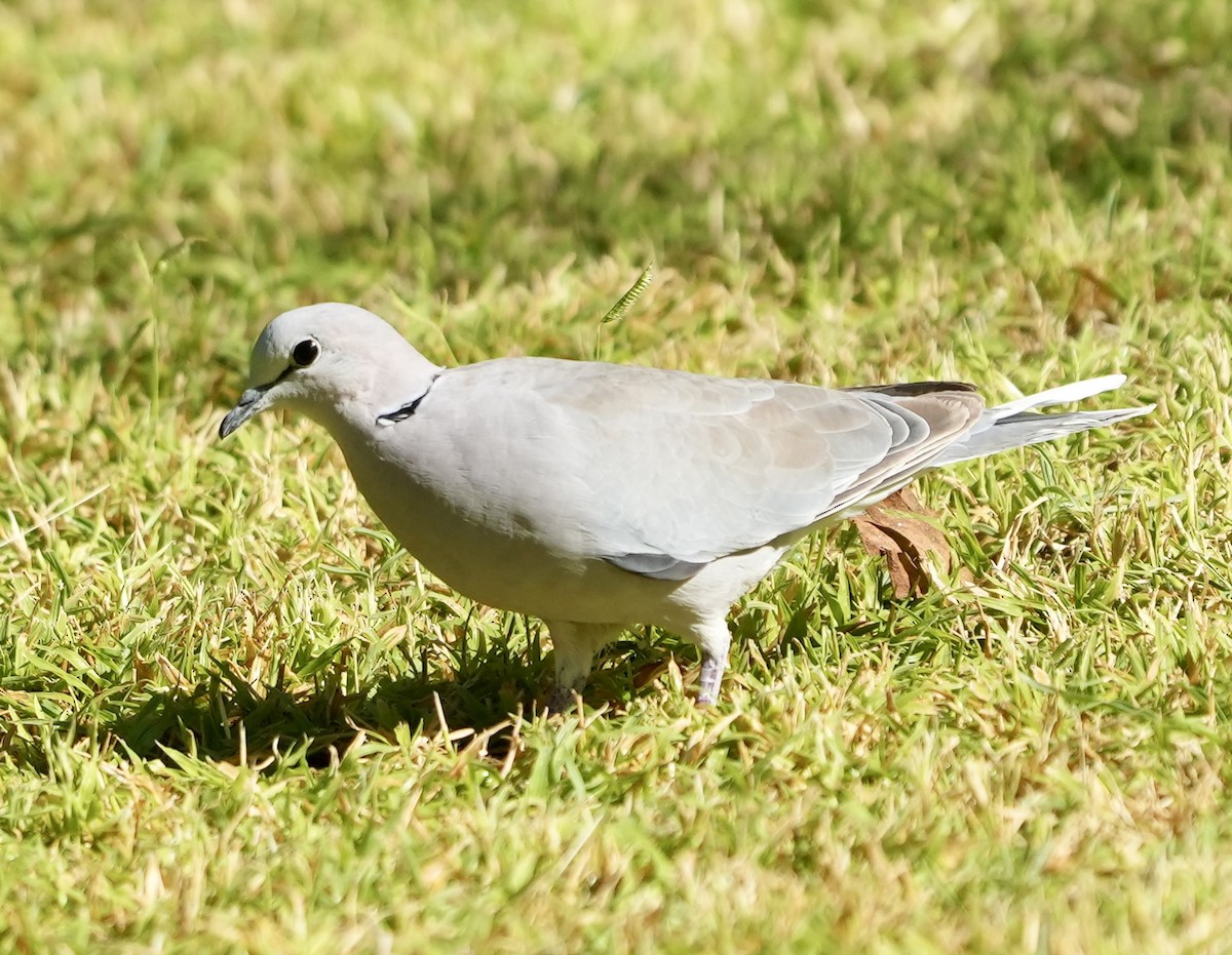 Ring-necked Dove - ML619266312