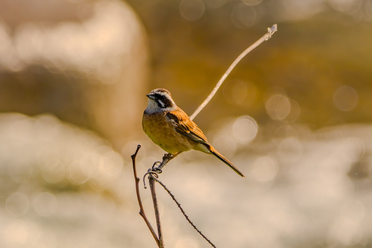 Meadow Bunting - manabu kimura