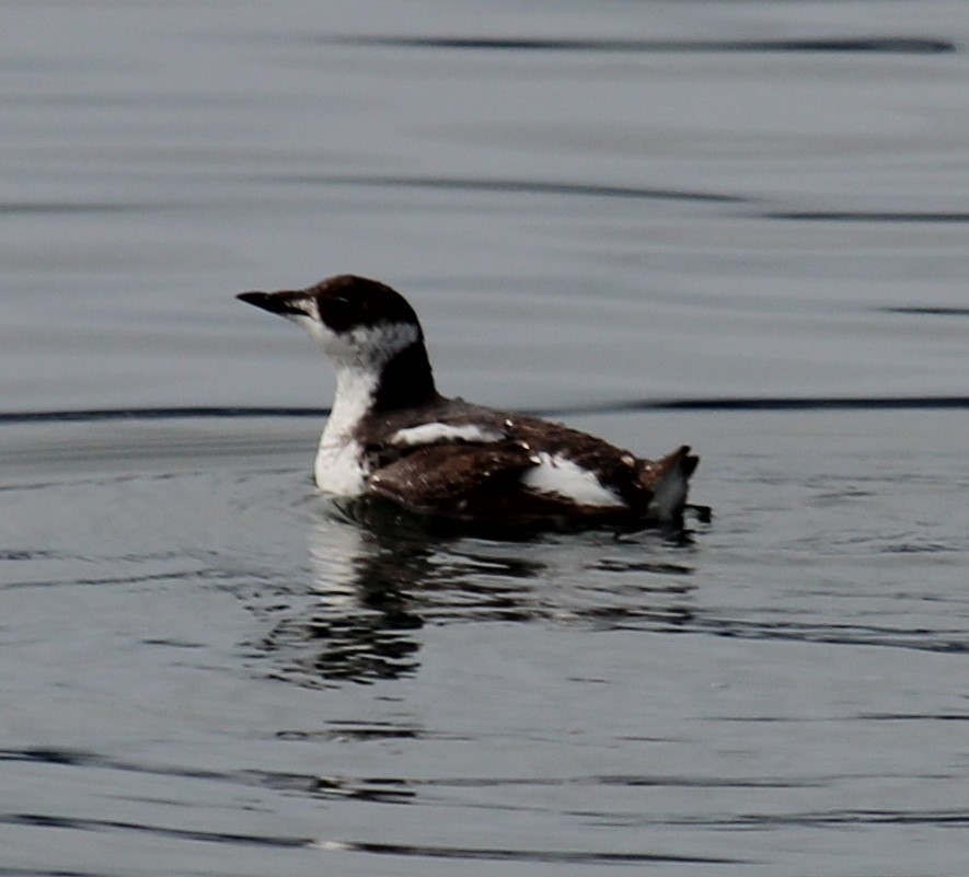 Guillemot marbré - ML619266322