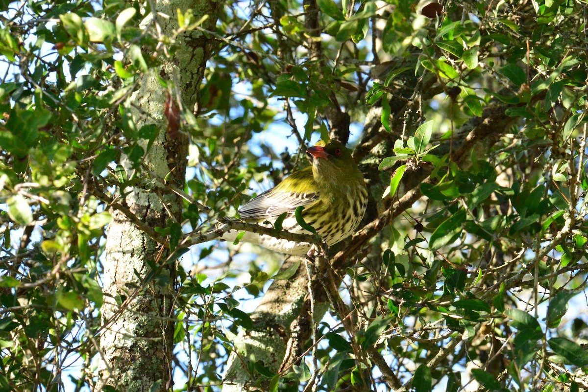 Olive-backed Oriole - Joshua Yates