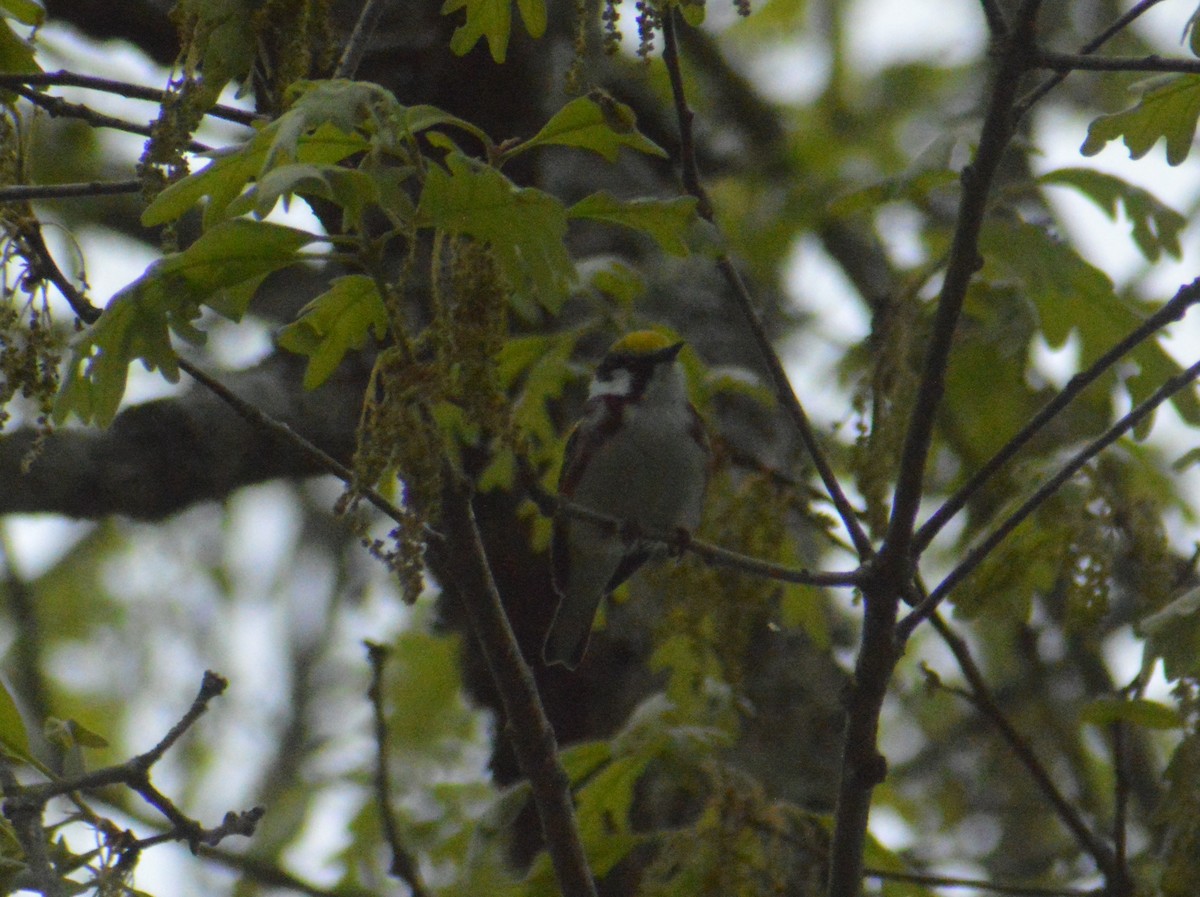 Chestnut-sided Warbler - John Mitchell