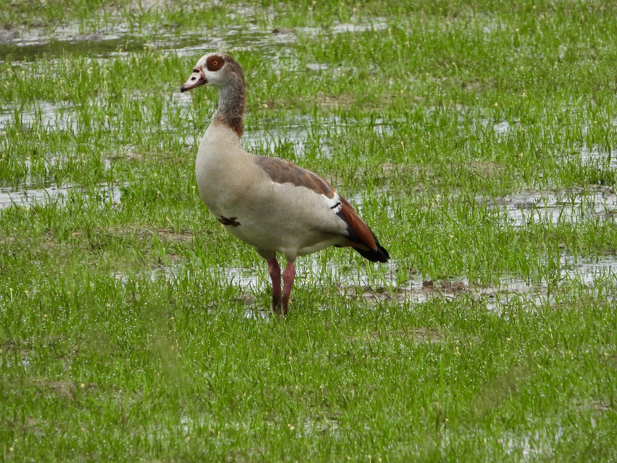 Egyptian Goose - ML619266344